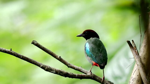 Hooded Pitta (Pitta sordida) in  National Park, Thailand