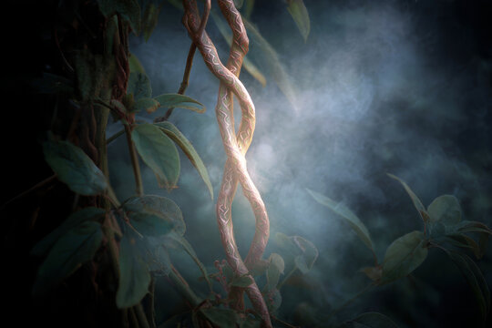 Entwined ayahuasca vine in misty jungle scene with glowing bark and foliage for mystical background and poster design