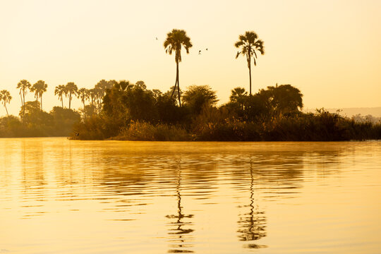 palm trees at sunrise on the Zambezi River, Zimbabwe, Africa