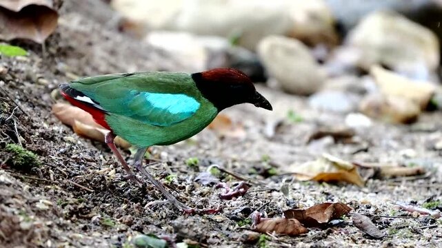 Hooded Pitta (Pitta sordida) in  National Park, Thailand