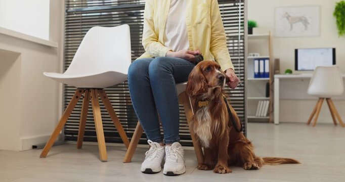 Woman dog spaniel owner waiting vet clinic. Before an appointment, the pet sits by her sneakers on the leash, calm yet alert in the reception area. Concept of kind veterinary care service.