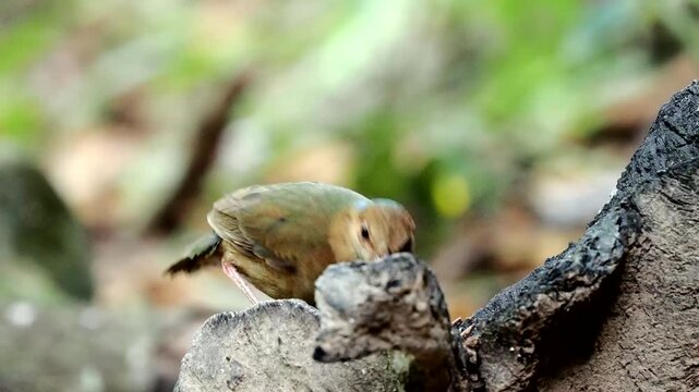 Blue-naped Pitta eat on the log