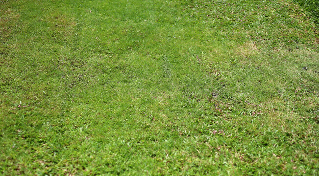 Top view of a freshly mown, vibrant green grass lawn