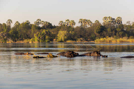 hippos on the Zambezi River, Zimbabwe, Africa
