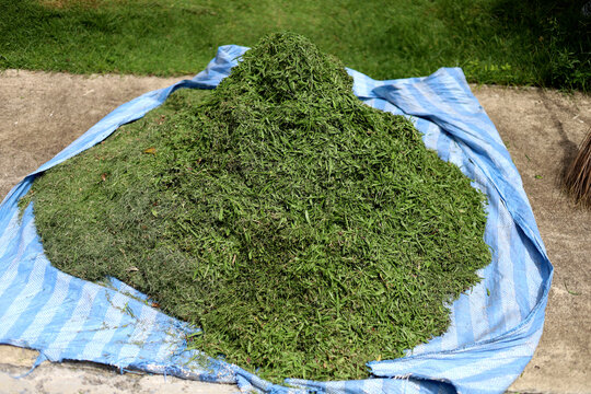 A large pile of freshly cut green grass clippings collected on a blue plastic tarp sheet.