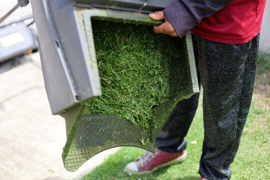 Close-up of a gardener emptying fresh green grass clippings from a lawn mower collection box.