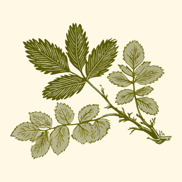 手書き風のレトロな植物の葉のイラスト、ヴィンテージ調のエッチング風なボタニカルデザイン素材 / Retro botanical leaves illustration hand drawn, vintage etching style foliage design element