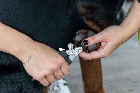 A grummer cuts and grinds claws of a dog.