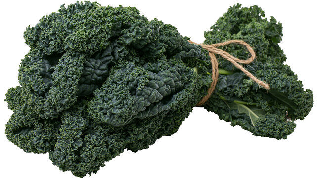 Bunch of dark green curly kale tied with twine