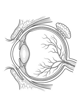 Ultra detailed human eye anatomy sagittal cross section medical illustration with labeled structures, ophthalmology education diagram, clean scientific vector artwork
