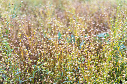 Ripening flax field with mature seed capsules, showcasing Linum usitatissimum cultivated for flaxseed and natural fiber production in agricultural farmland.