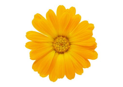 close up of calendula flower isolated on transparent background, top view