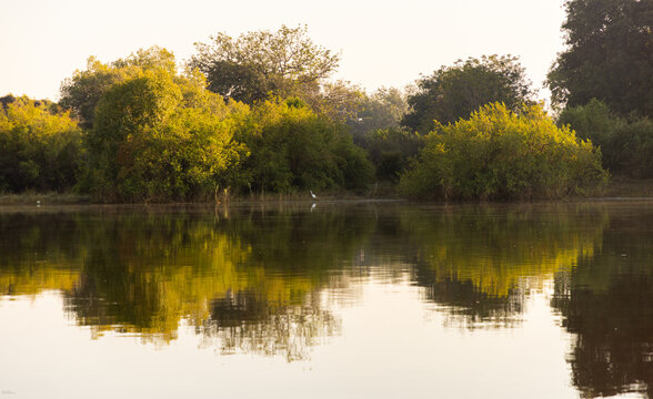 cormorant bird at sunrise on the Zambezi River, Zimbabwe, Africa