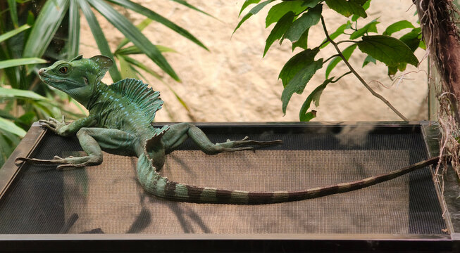 Green Basilisk (Basiliscus plumifrons) Perched in Zoo Terrarium