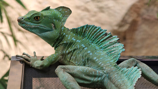 Green Basilisk (Basiliscus plumifrons) Perched in Zoo Terrarium