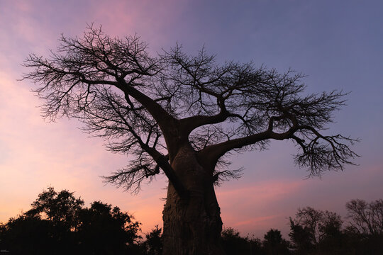 baobab tree at dusk, Zambezi National Park, Zimbabwe, Africa