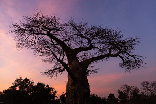 baobab tree at dusk, Zambezi National Park, Zimbabwe, Africa