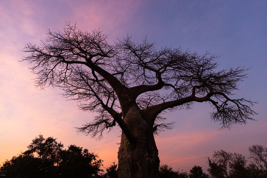 Baobab tree at dusk, Zambezi National Park, Victoria Falls, Zimbabwe
