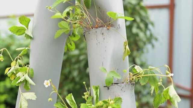 How to utilize unconventional plant supports in an urban garden setting. Various berry plants grow on these supports as they thrive in this nurturing environment