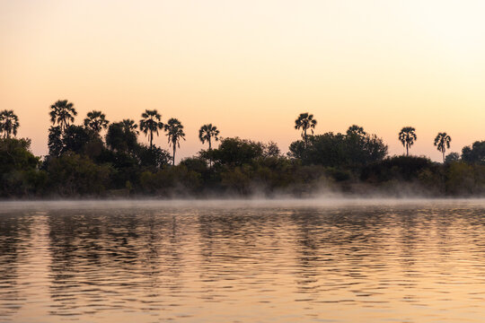 palm trees, mist,  sunrise on the Zambezi River, Zambia, Africa