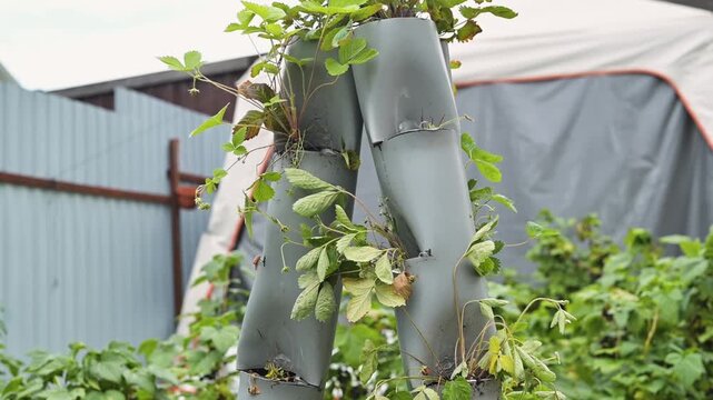 Plants grow in vertical planters made from simple materials in a green urban garden. The planters show various stages of plant growth, showcasing a sustainable gardening method