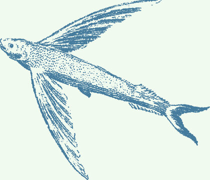 Vintage stipple illustration of a flying fish in motion against soft background