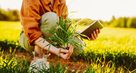 A young female farmer kneels with a digital tablet in a green agricultural field. A female agronomist inspects young plants in a field at sunset. Farming and agriculture concept.