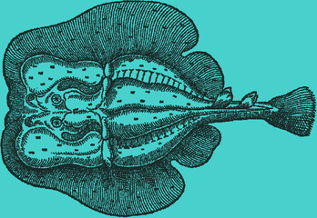 Vintage stipple illustration of a ray fish with detailed texture and turquoise background © deltapulp