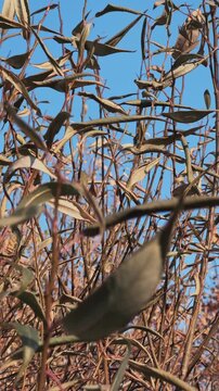 Withered willow leaves in a sunny autumn day, the concept of autumn and nature going to sleep.
