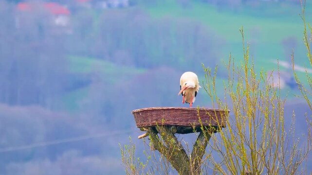 White stork standing in a woven nest on a tree top and preening its feathers in springtime