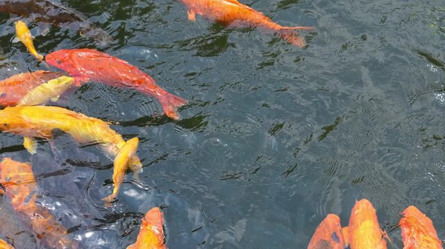 Colorful koi fish swimming in a temple pond in Indonesia. Peaceful freshwater scene with ornamental carp reflecting spiritual culture, nature, and travel destination.