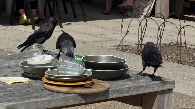 Group of smart jackdaw birds scavenging leftover food from plates on outdoor cafe table.