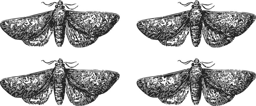 vintage engraving of four detailed moth illustrations with spread wings and textured patterns