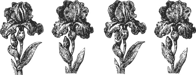 Fototapeta premium hand drawn iris flowers set vintage botanical engraving floral illustration