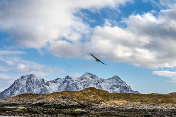 Fototapeta premium Exploring Lofoten in Norway with snow-capped mountains and sea eagle flying over the water on a cloudy day