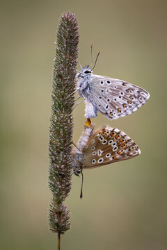 Chalkhill Blue Butterfly's paired, Lysandra coridon