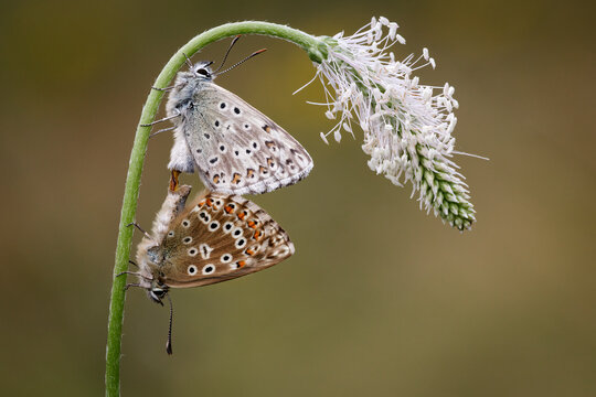 Chalkhill Blue Butterfly's paired, Lysandra coridon