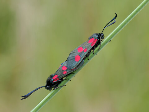 5-spot Burnet Moths paired, Zygaena trifolii