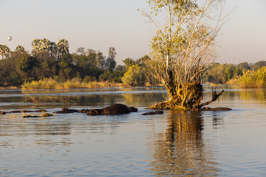hippos on the Zambezi River at sunrise, Zambia, Africa