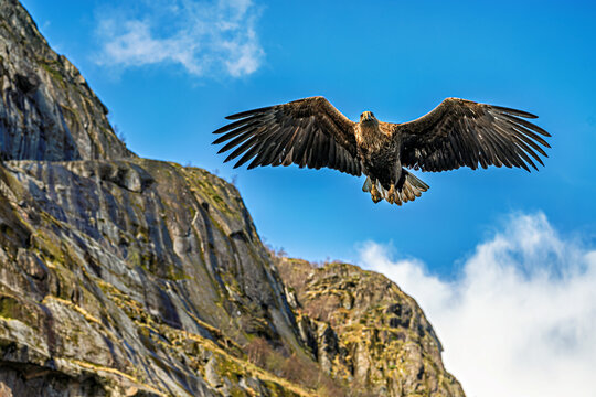 White-tailed eagle soaring in the skies over the fjords between Lofoten and Vesteralen in Norway during a bright day