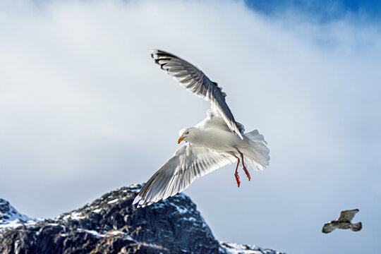 Seagull flies over a mountain landscape in bright daylight with clouds in the sky