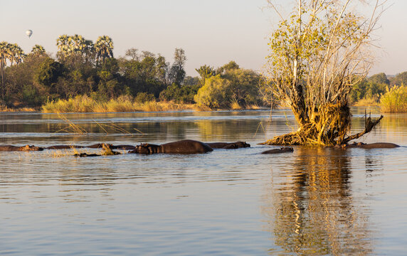hippos on the Zambezi River at sunrise, Zambia, Africa