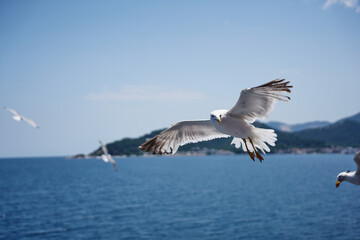 Naklejka premium A beautiful white seabird glides close to the water surface against a scenic backdrop of distant mountains and a green shoreline.