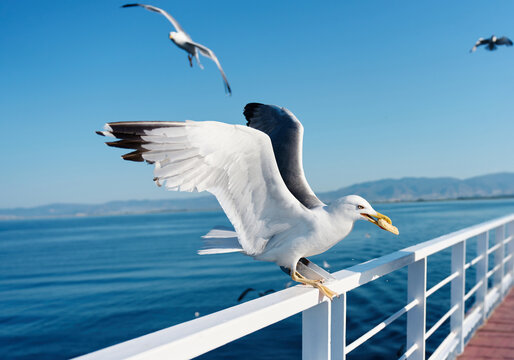 A wild marine bird spreads its wings while holding a piece of bread, balancing on a white ferry deck handrail against a deep blue sea and clear sky.