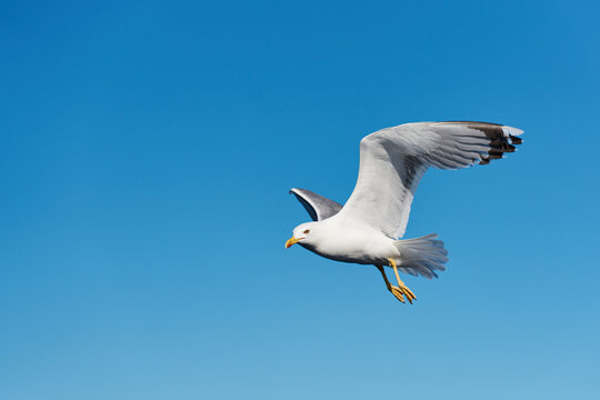 A lone gull soars gracefully with its wings fully spread against a bright, cloudless backdrop.