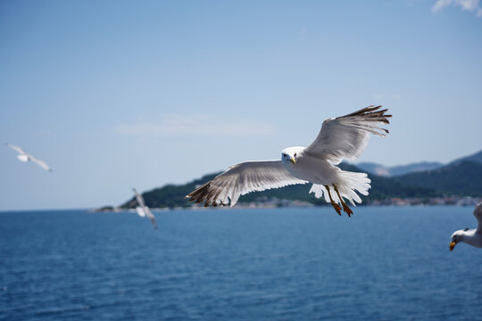 A beautiful white seabird glides close to the water surface against a scenic backdrop of distant mountains and a green shoreline.
