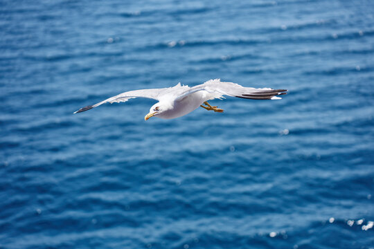 Wings spread wide, a white seabird glides gracefully across the sparkling surface of the sea. This coastal creature displays natural agility while soaring above deep marine waves.