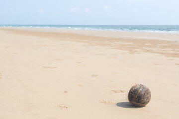 Washed Ashore Coconut Shell on Long Sand Beach © Anna Babii