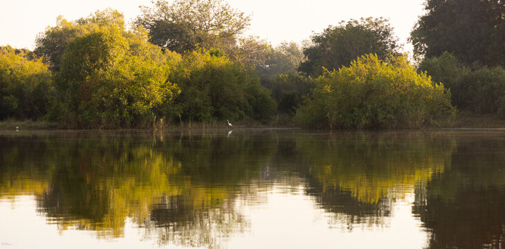 egret and reflection on the Zambezi River, Zambia, Africa at sunrise