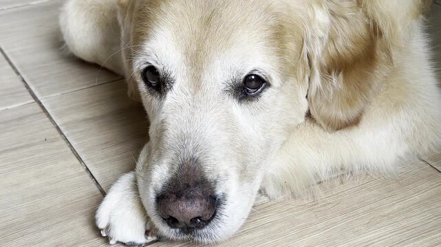 Sad Golden Retriever Resting Head on Paws and Looking attentively. Quiet portrait, longing, waiting, separation, loyalty, bonding.Concept of pet emotions, separation anxiety, waiting, loyalty
